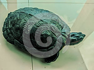 Yellow-bellied slider turtle, Trachemys scripta scripta 3