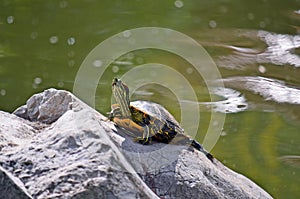 Yellow bellied slider turtle (Trachemys scripta)