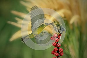 Yellow-bellied Sunbird or Olive-backed Sunbird (Nectarinia jugularis or Cinnyris jugularis)