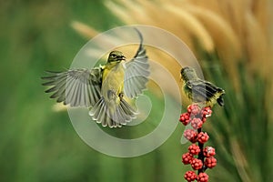 Yellow-bellied Sunbird or Olive-backed Sunbird (Nectarinia jugularis or Cinnyris jugularis)