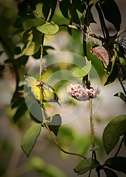Yellow-bellied sunbird sipping nectar from hoya flowers. Evening soft light hits the belly of the beautiful small bird