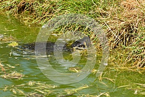 Yellow-bellied Terrapin, aka Slider, Trachemys scripta emerging from green water