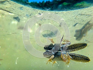 yellow-bellied toad