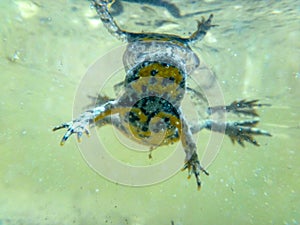 yellow-bellied toad