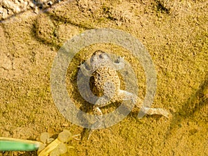 yellow-bellied toad