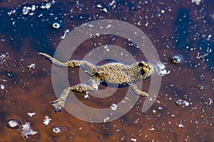 yellow-bellied toad