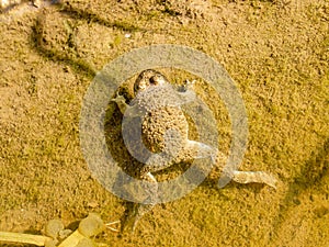 yellow-bellied toad