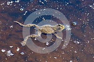 yellow-bellied toad