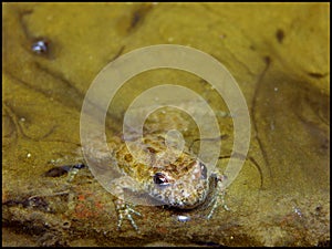 Yellow-bellied toad