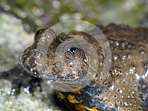 Yellow-bellied toad, Bombina variegata