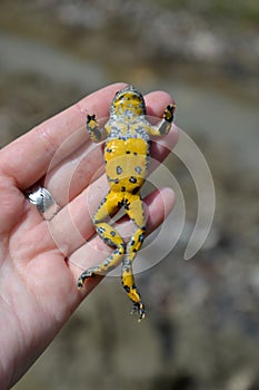 Yellow-Bellied Toad Bombina variegata