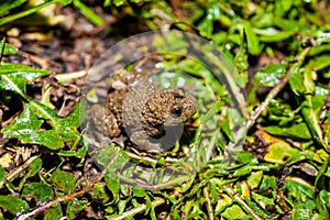 Yellow-bellied toad bombina variegata