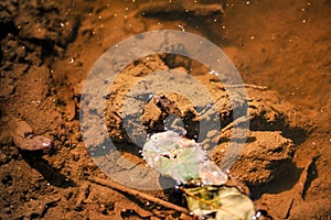 Yellow-bellied toad bombina variegata