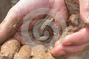 yellow-bellied toad (Bombina variegata