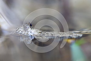 Yellow-bellied toad, bombina variegata