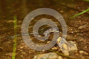 Yellow-bellied toad bombina variegata