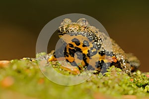 The yellow-bellied toad (Bombina variegata) photo