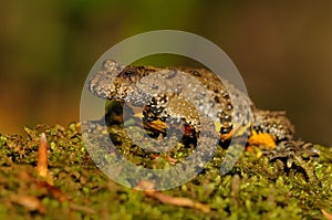 The yellow-bellied toad (Bombina variegata)