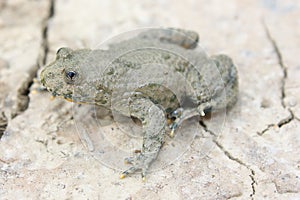 The yellow-bellied toad (Bombina variegata) in its natural habitat