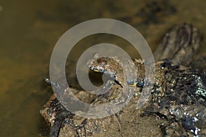 Yellow-bellied toad (Bombina variegata) photo