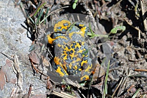 Yellow-Bellied Toad, Bombina variegata. Rare endangered species of amphibians