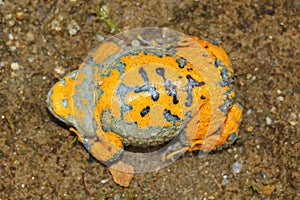 The yellow-bellied toad (Bombina variegata) shows belly during the defensive behavior