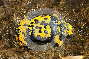 The yellow-bellied toad (Bombina variegata) shows belly during the defensive behavior