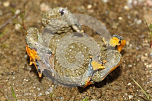 The yellow-bellied toad (Bombina variegata) shows yellow legs during the defensive behavior
