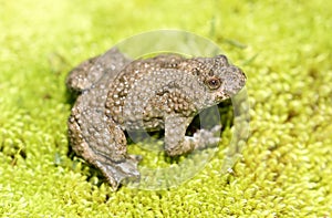 Yellow bellied toad (frog) on green moss