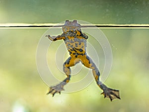 Yellow bellied toad resting in water
