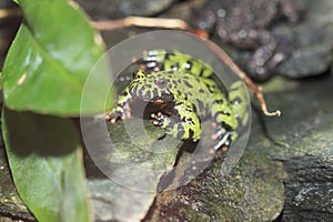 Yellow-bellied toad