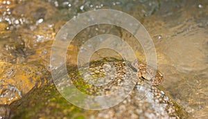 Yellow-bellied Toad on a rock in river