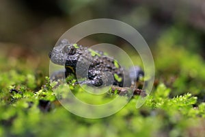 Yellow-bellied toad sitting in some moss
