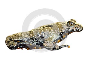 Yellow bellied toad on white background