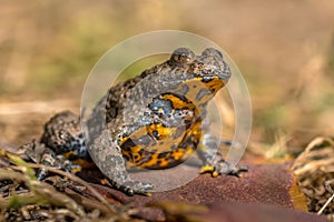 Yellow bellied toad