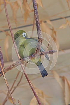 The yellow-bellied white-eye is a species of passerine bird in the white-eye family.