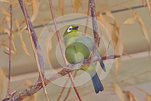 The yellow-bellied white-eye is a species of passerine bird in the white-eye family.