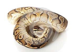 Yellow belly ball python