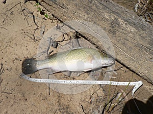 Yellow Belly Fish