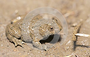 Yellow-belly Toad (Bombina variegata)