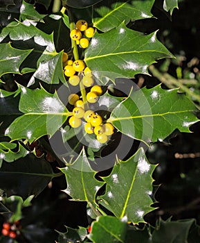 Yellow Berries on a Holly Bush