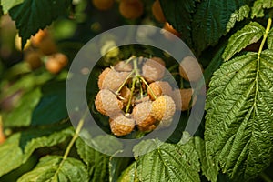 Yellow berries of raspberry