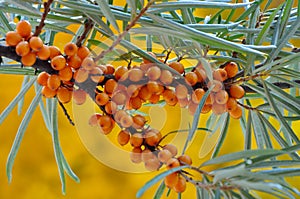 Yellow berries of sea-buckthorn on a branch.