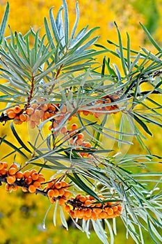 Yellow berries of sea-buckthorn on a branch.