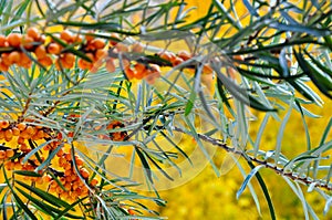 Yellow berries of sea-buckthorn on a branch.
