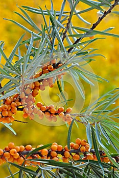 Yellow berries of sea-buckthorn on a branch.