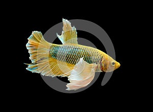 Yellow betta fish, fighting fish, Siamese fighting fish isolated on black background, Clipping path included