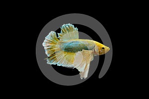 Yellow betta fish, Siamese fighting fish or Pla-kad biting fish isolated on black background with clipping path