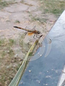 Yellow betterfly its also an architectural effect of nature.