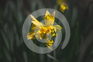 Yellow beuty in a spring daylayght field